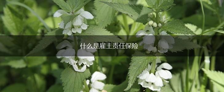 什么是雇主责任保险,第1张