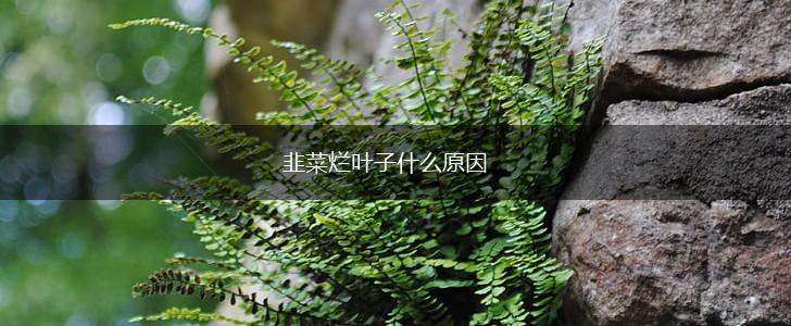 韭菜烂叶子什么原因,第1张