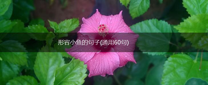 形容小鱼的句子(通用60句),第1张