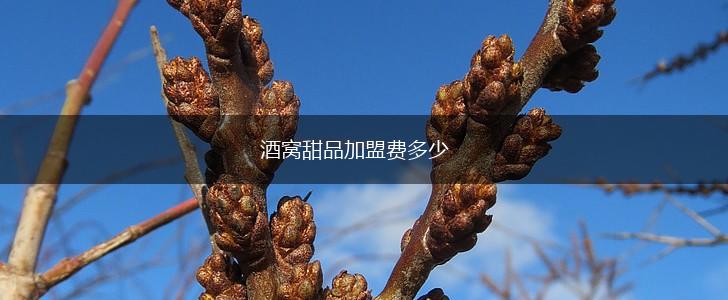 酒窝甜品加盟费多少,第1张