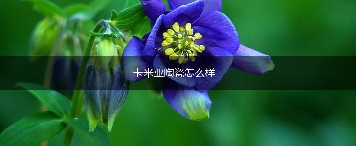 卡米亚陶瓷怎么样,第1张