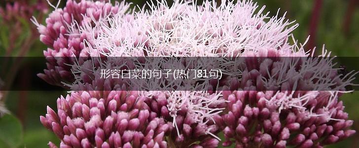形容白菜的句子(热门81句),第1张
