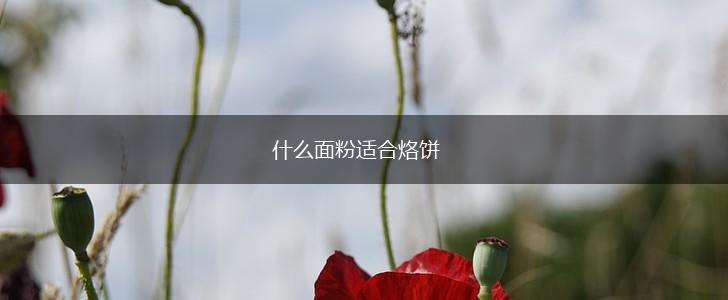 什么面粉适合烙饼,第1张