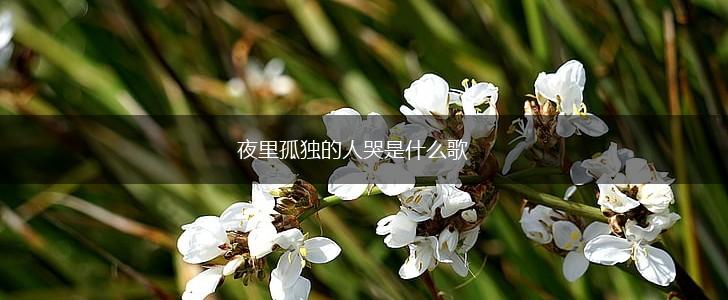夜里孤独的人哭是什么歌,第1张