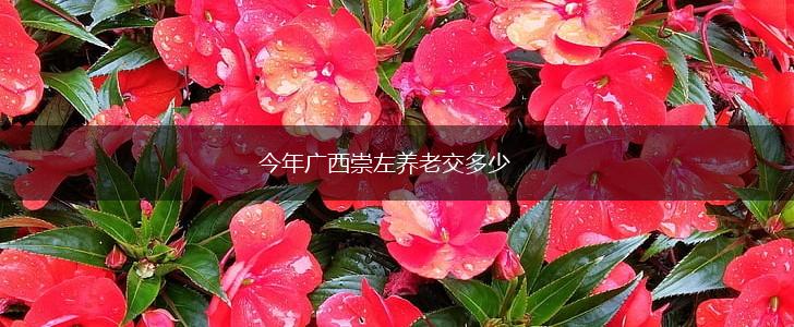 今年广西崇左养老交多少,第1张