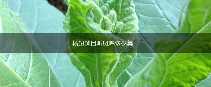 杨超越且听凤鸣多少集,第1张