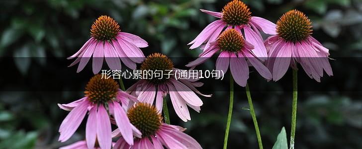 形容心累的句子(通用10句),第1张