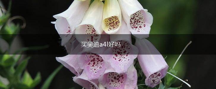 买奥迪a4l好吗,第1张