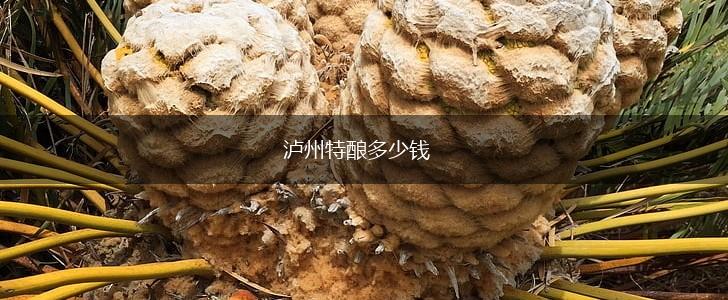 泸州特酿多少钱,第1张