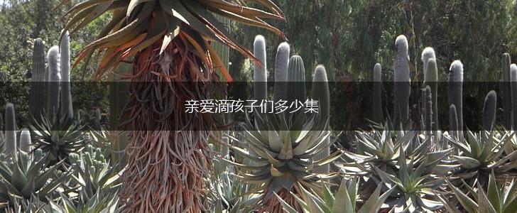 亲爱滴孩子们多少集,第1张