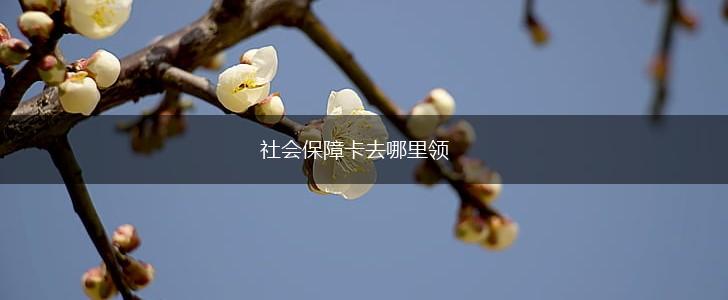 社会保障卡去哪里领,第1张