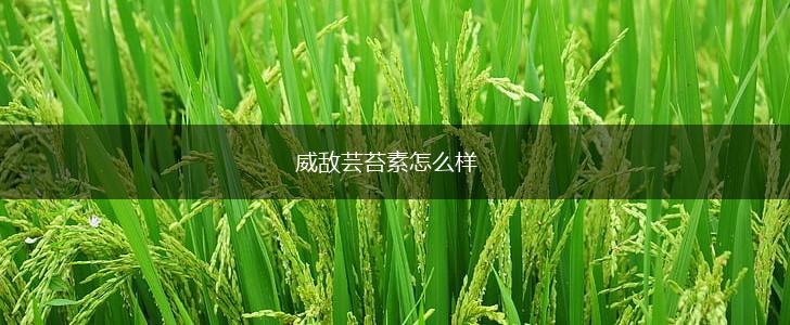 威敌芸苔素怎么样,第1张