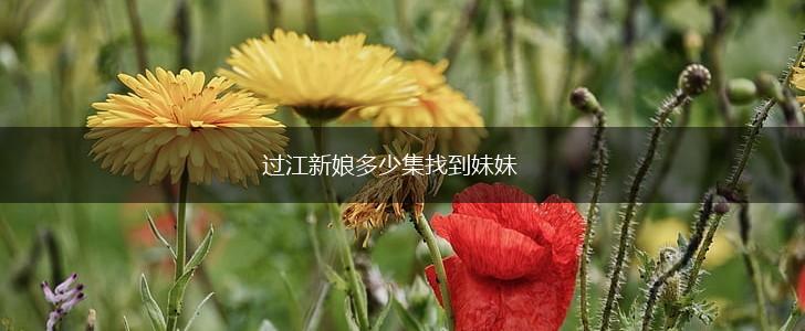 过江新娘多少集找到妹妹,第1张