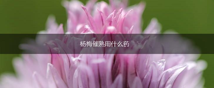 杨梅催熟用什么药,第1张