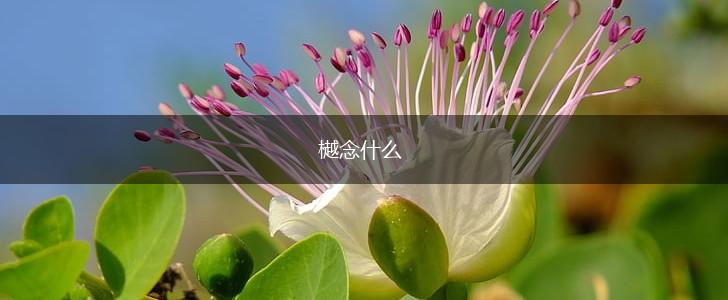 樾念什么,第1张