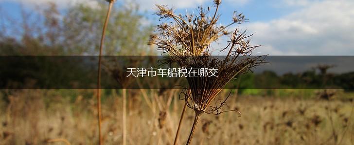 天津市车船税在哪交,第1张