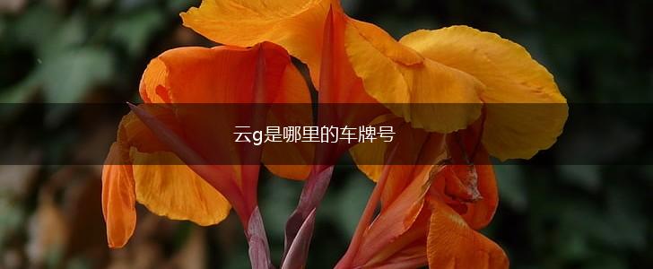 云g是哪里的车牌号,第1张