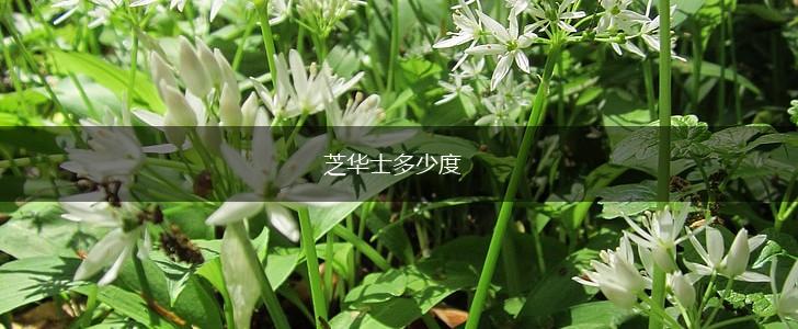 芝华士多少度,第1张