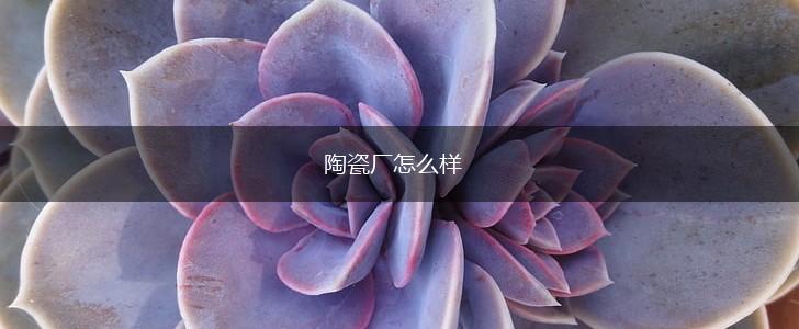 陶瓷厂怎么样,第1张
