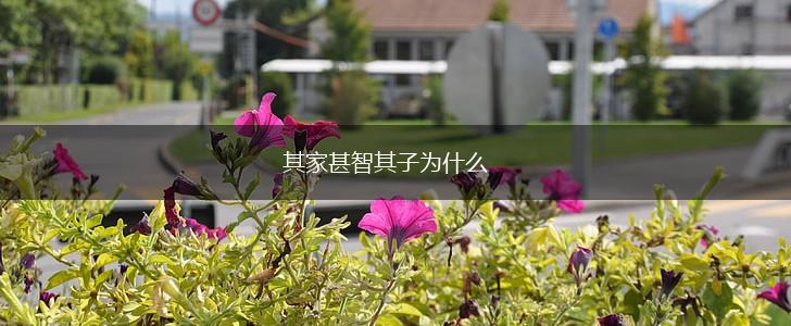 其家甚智其子为什么,第1张