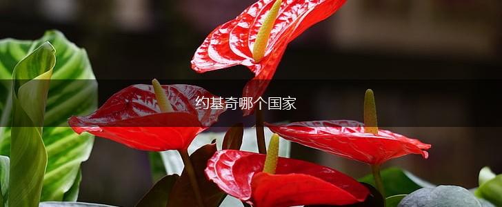 约基奇哪个国家,第1张