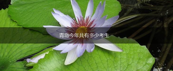 青岛今年共有多少考生,第1张
