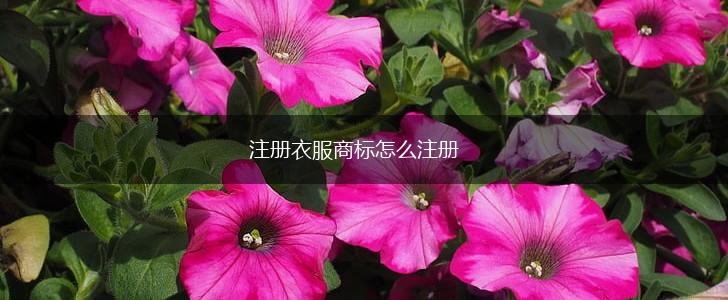 注册衣服商标怎么注册,第1张