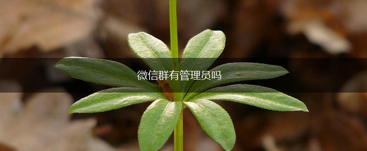 微信群有管理员吗,第1张