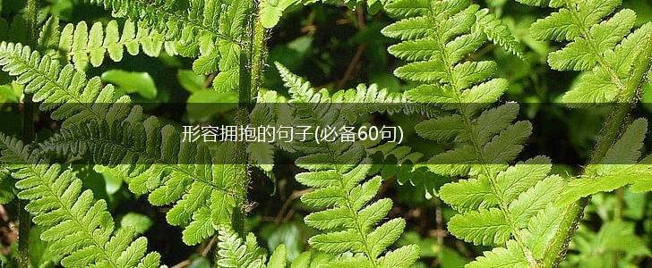 形容拥抱的句子(必备60句),第1张