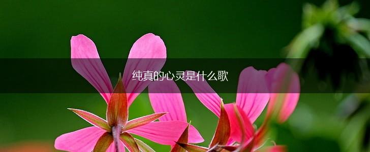 纯真的心灵是什么歌,第1张