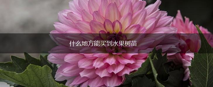 什么地方能买到水果树苗,第1张