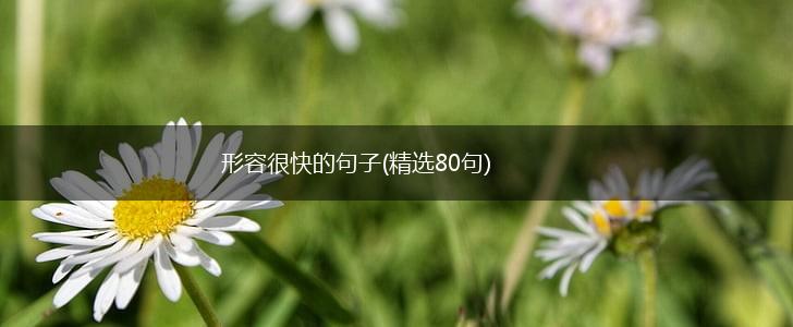 形容很快的句子(精选80句),第1张