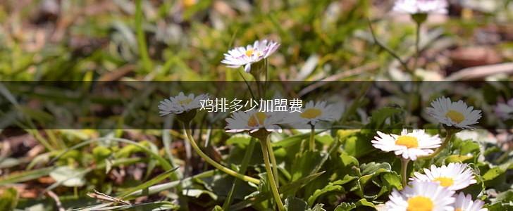 鸡排多少加盟费,第1张