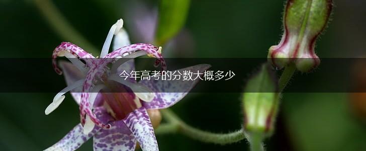 今年高考的分数大概多少,第1张