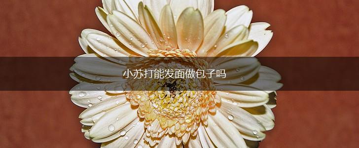 小苏打能发面做包子吗,第1张