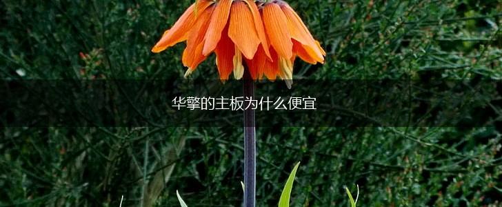 华擎的主板为什么便宜,第1张
