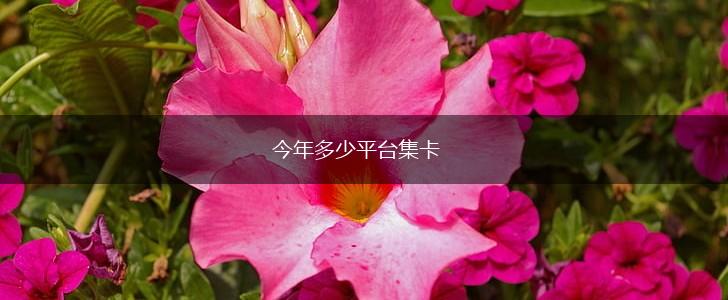 今年多少平台集卡,第1张