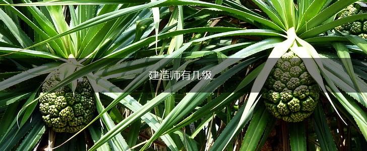 建造师有几级,第1张