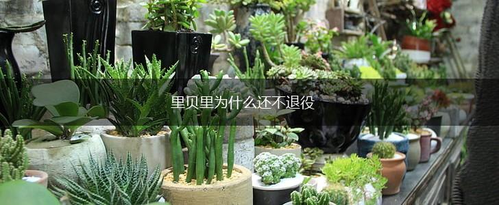 里贝里为什么还不退役,第1张