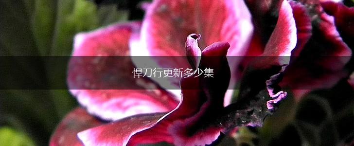 悍刀行更新多少集,第1张