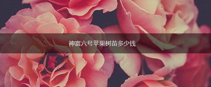 神富六号苹果树苗多少钱,第1张
