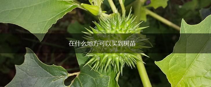 在什么地方可以买到树苗,第1张