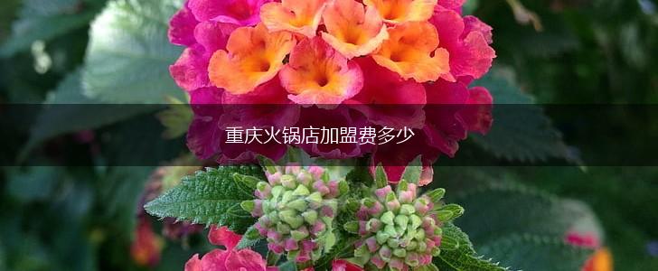 重庆火锅店加盟费多少,第1张