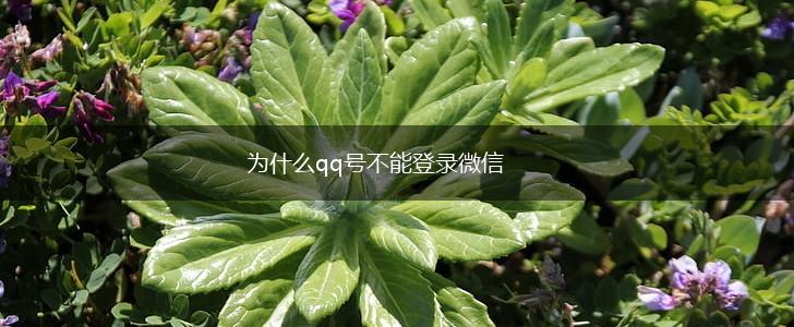 为什么qq号不能登录微信,第1张