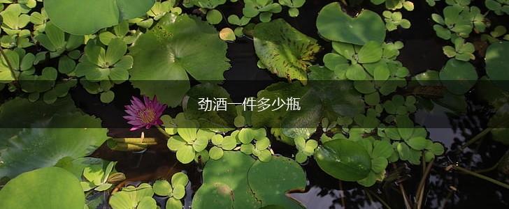 劲酒一件多少瓶,第1张