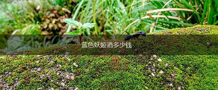 蓝色妖姬酒多少钱,第1张