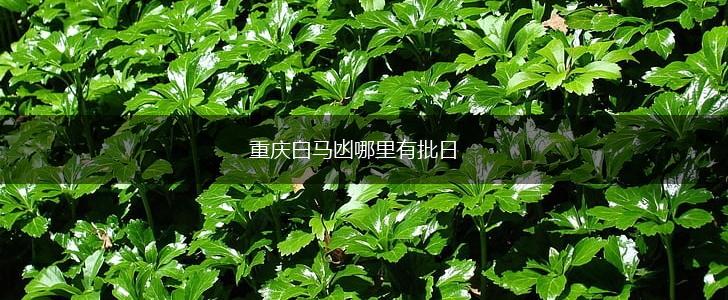 重庆白马凼哪里有批日,第1张