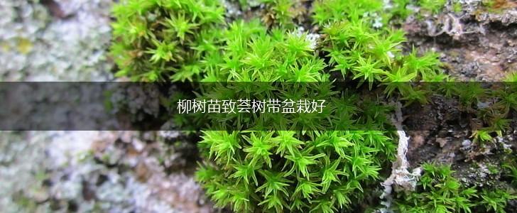 柳树苗致荟树带盆栽好,第1张