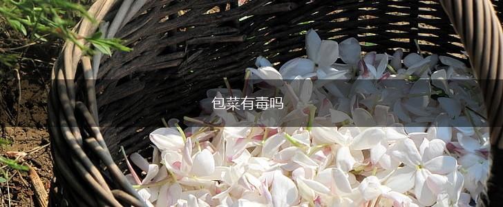 包菜有毒吗,第1张