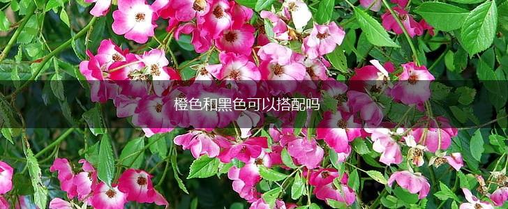 橙色和黑色可以搭配吗,第1张